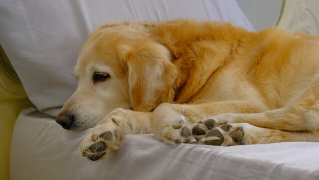 Lovely Golden retriever dog , laying down on the bed. Peaceful animal and friendly 