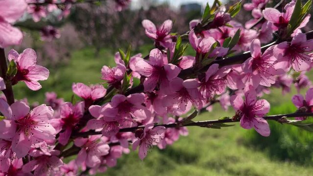Blossoming peach trees with pink flowers bloom in the garden.