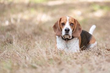 Beagle dog lying down in open field with brown grass
Concept: pet