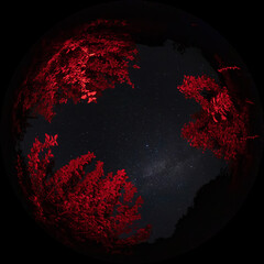 Night starry sky and red foliage of a tree shot through an all-sky circular fisheye lens. Fulldome 360 photo format