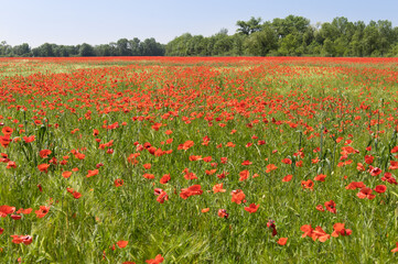 champ de coquelicots
