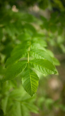 Hojas verdes de arbusto silvestre en bosque