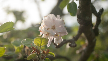 Flores blancas en ramas de manzano