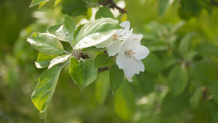 Flores blancas en ramas de manzano