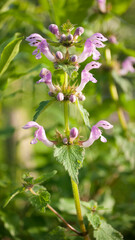 Inflorescencia morada en arbusto silvestre en bosque