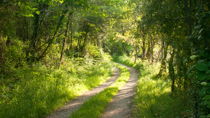 Curva en camino rural en bosque soleado en primavera