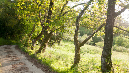 Camino junto a pradera con arboles