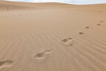 鳥取砂丘の砂漠の足跡