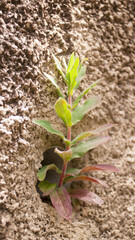 Planta silvestre creciendo en desagüe de muro