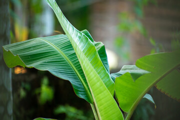 banana leaves
