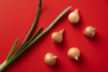 Green onion feather and onion head, bulba on an red background.