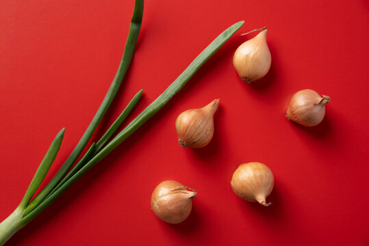 Green onion feather and onion head, bulba on an red background.