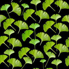 Plant patterns. Green leaves of ginkgo biloba on a black background. Wrapper. Wallpaper. Paper and fabric.