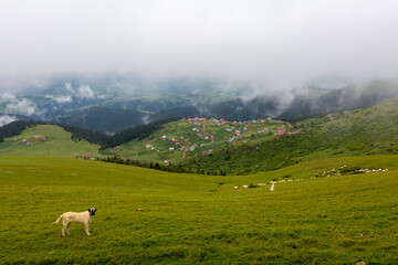Giresun Province, Kulakkaya highland lush nature and houses and animals in the highland