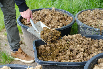 young farmer scoops up horse dung, manure, horse apples, in large bucket into scoop, shovel,...