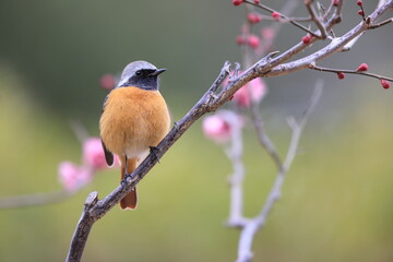 Daurian redstart (Phoenicurus auroreus) male with plum blossom in Japan
