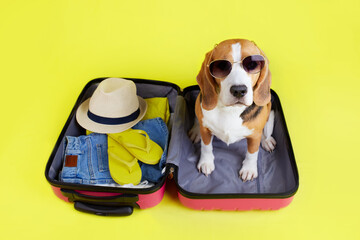 A beagle dog in a suitcase with things and for a summer vacation at the sea on a yellow isolated...