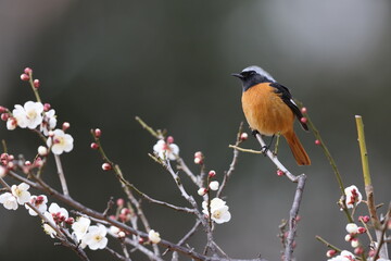 Daurian redstart (Phoenicurus auroreus) male with plum blossom in Japan