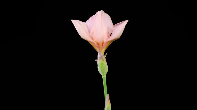 Iris Blossoms. Blooming and Withering Pink Iris Flower on Black Background. Time Lapse. 4K.
