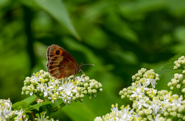 beautiful brunette Scottish ; erebia aethiops