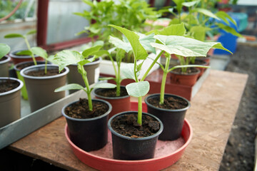 Young cucumber plants growing in a glasshouse