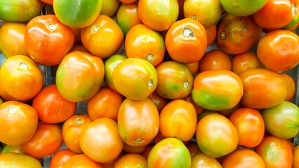 A vibrant display of the season's finest tomatoes.