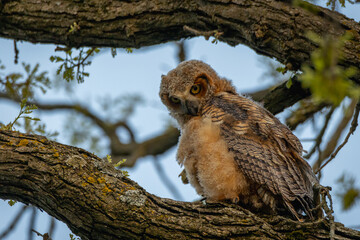 owl on a branch