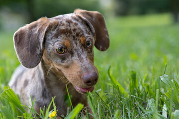 Harlequin dachshund, tender and sweet dog. Close ups and close-ups in a grassy and flowery mantle