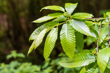 Éveil printanier : l'extrémité d'une branche de châtaignier, CeA, Alsace, Grand Est, France