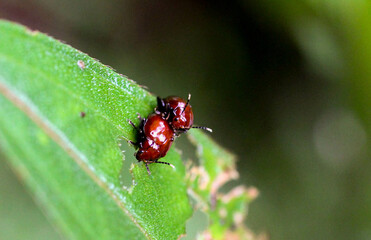 ladybug mating on leaf