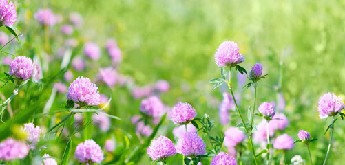 Beautiful sunny natural background with wild meadow grass and pink clover flowers. gentle nature image. dreaming, harmony mood. spring, summer season, floral landscape. template for design. copy space