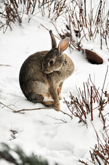 Gray rabbit on the snow in winter