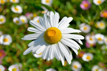 Grosses marguerite blanche dans un jardin