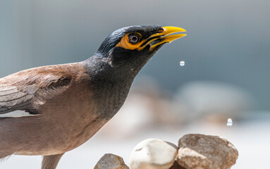 Isolated close up portrait of a single mature common/ Indian myna bird in domestic surroundings- Rehovot Israel