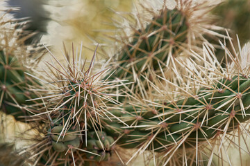 692-82 Cholla Spines