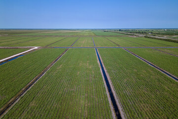 green field in the country. watermelon plantation.