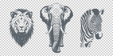Vector graphic African animals on an isolated background. Lion, elephant and zebra. Zoo.