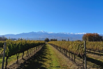 Fototapeta na wymiar vineyard with mountains and clear blue skies in the background, created with generative ai