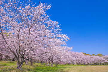 Obraz na płótnie Canvas 快晴の青空と満開に咲き誇る桜