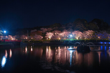 Naklejka na ściany i meble 甘木公園の噴水と夜桜