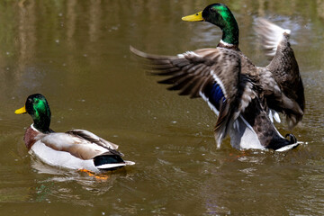 Obraz premium Duck in canal 