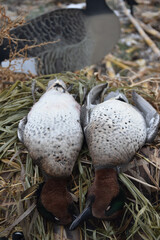 A pair od drake green-wing teal and decoys