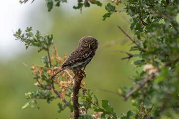 Glaucidium perlatum, Pearl-spotted Owlet, Chevêchette perlée
