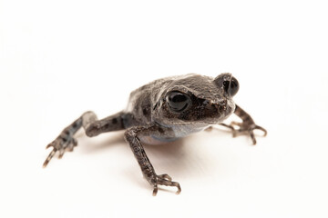 Hasselt's toad, Java spadefoot toad, Hasselt's litter frog, Leptobrachium hasseltii isolated on white background