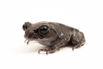 Hasselt's toad, Java spadefoot toad, Hasselt's litter frog, Leptobrachium hasseltii isolated on white background
