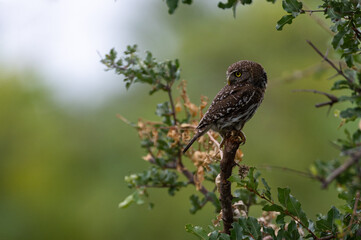 Glaucidium perlatum, Pearl-spotted Owlet, Chevêchette perlée