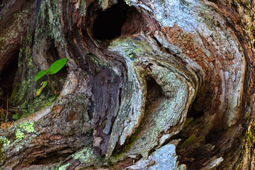Tree bark textured beauty in Great Smoky Mountains National Park in Tennessee, United States