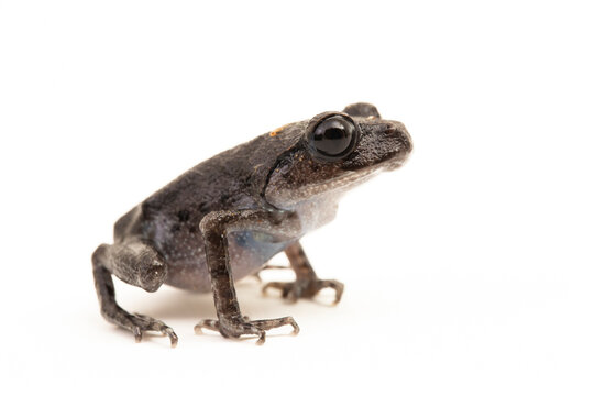 Hasselt's toad, Java spadefoot toad, Hasselt's litter frog, Leptobrachium hasseltii isolated on white background