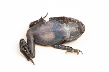 Hasselt's toad, Java spadefoot toad, Hasselt's litter frog, Leptobrachium hasseltii isolated on white background