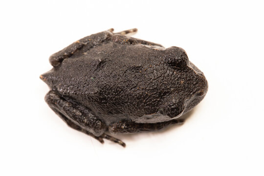 Hasselt's toad, Java spadefoot toad, Hasselt's litter frog, Leptobrachium hasseltii isolated on white background
